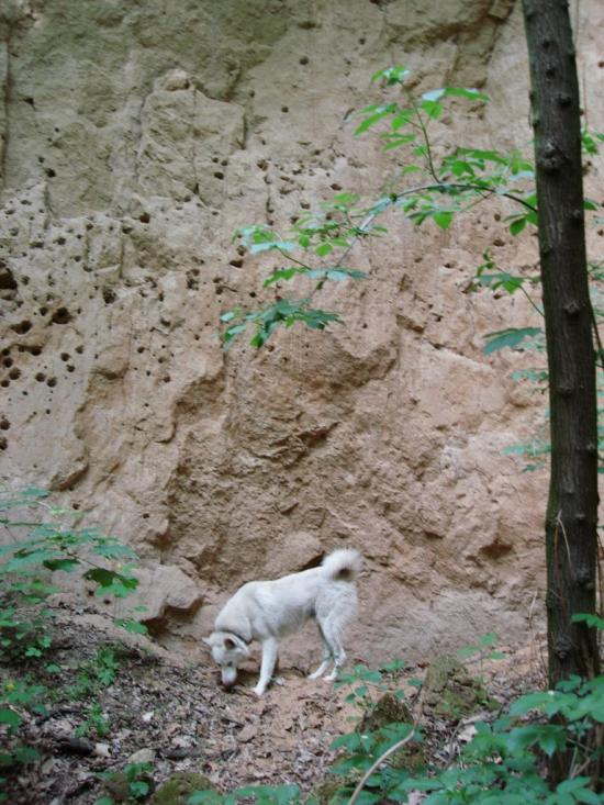 Мліїв з panoramio.com - Млиев
