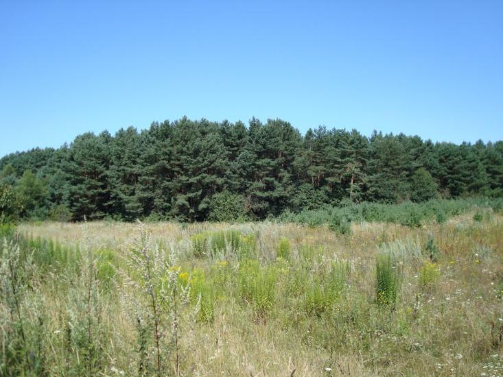 Журавець з panoramio.com - Журавець