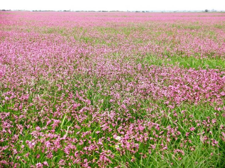 Колодруби з panoramio.com - Колодруби