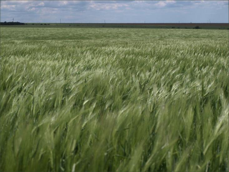 Хоминка з panoramio.com - Khomynka