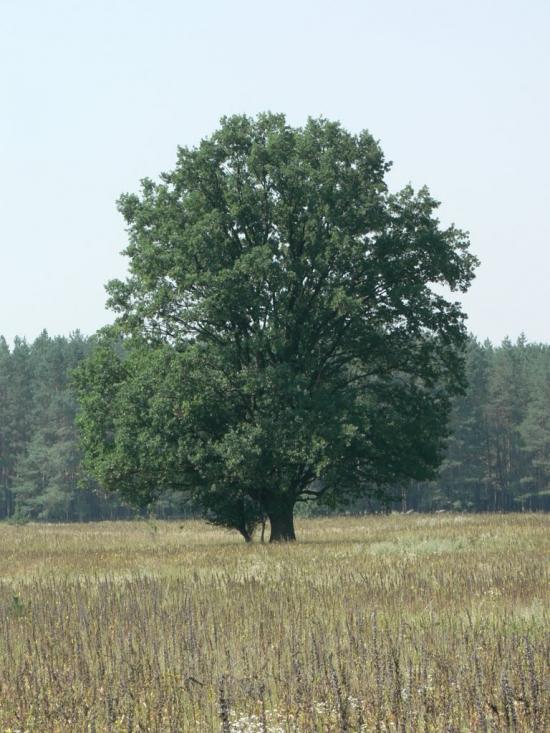 Пісківка з panoramio.com - Piskivka