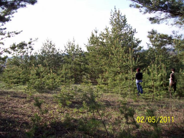 Пискунівка з panoramio.com - Pyskunivka