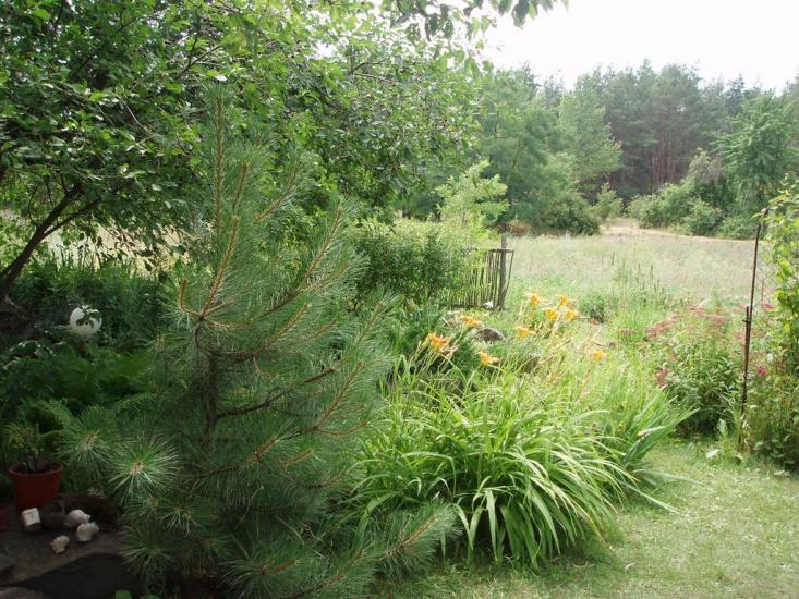 Борова з panoramio.com - Borova