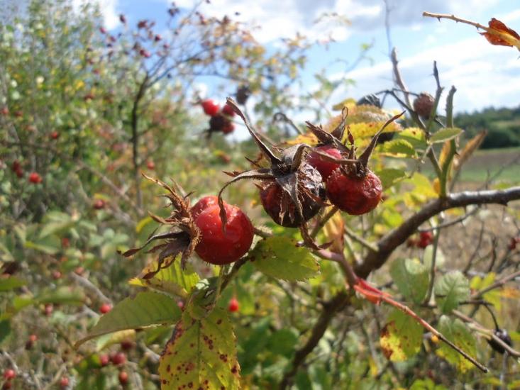 Дрозди з panoramio.com - Дрозди