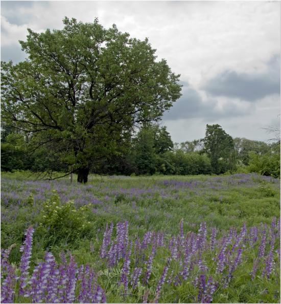 Глеюватка з panoramio.com - Глееватка