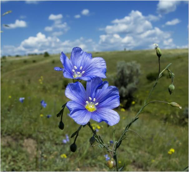 Недайвода з panoramio.com - Недайвода