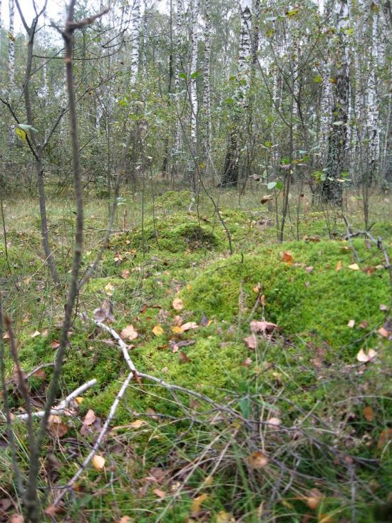 Кропивня з panoramio.com - Kropyvnya