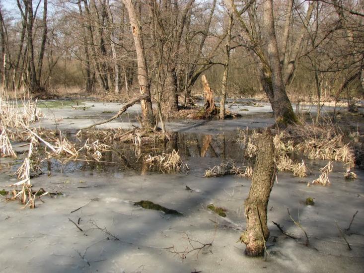 Підлісне з panoramio.com - Pidlisne