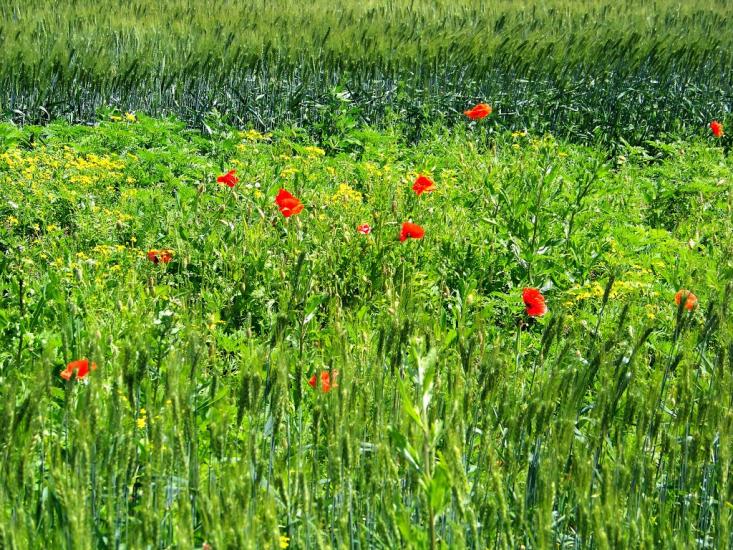 Христофорівка з panoramio.com - Христофоровка