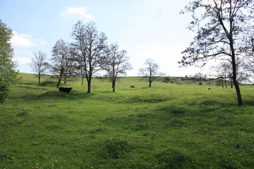 Пашківці з panoramio.com - Пашковцы
