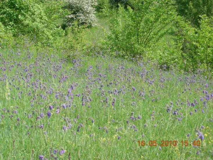 Сиротенки з panoramio.com - Сиротенки