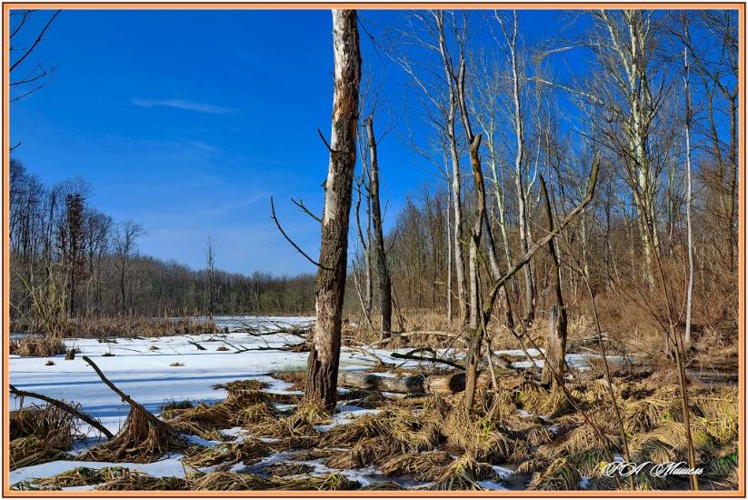 Привілля з panoramio.com - Pryvillya
