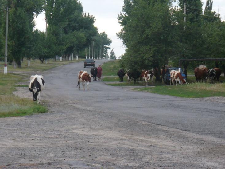 Барвінкове з panoramio.com - Барвенково