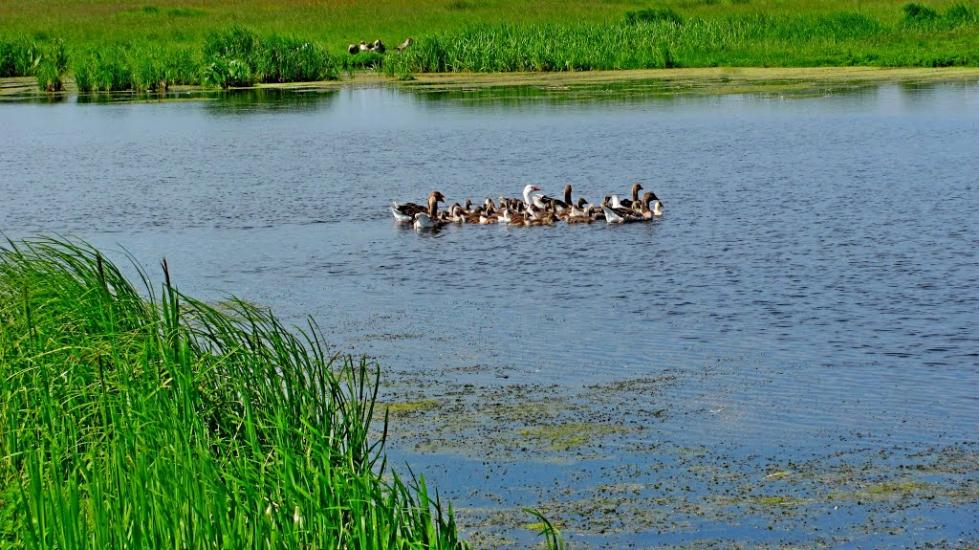 Ремчиці з panoramio.com - Ремчиці