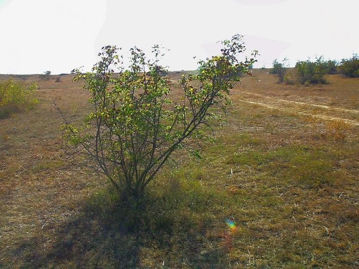 Кочергіне з panoramio.com - Кочергино