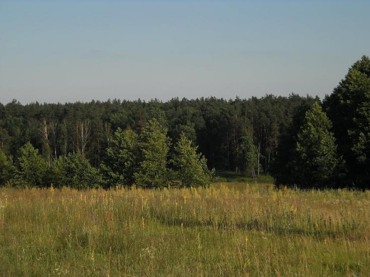 Струмок з panoramio.com - Струмок