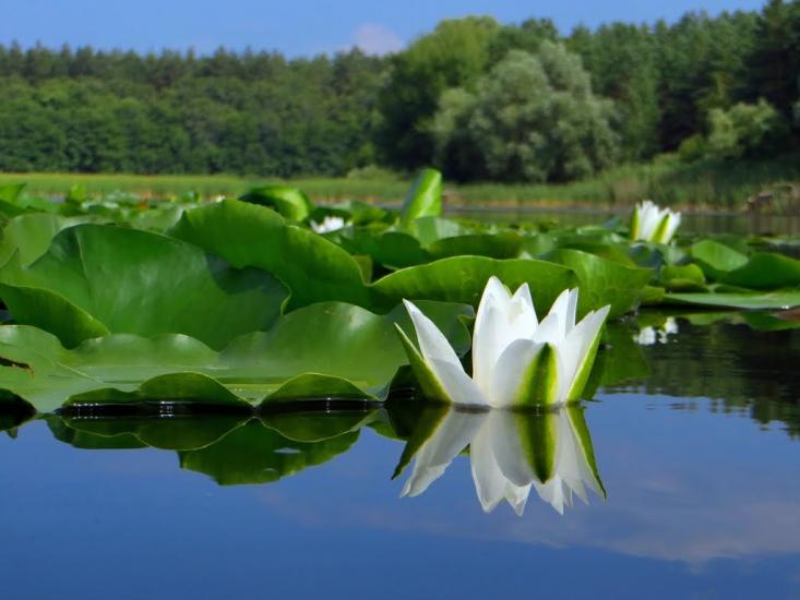 Гороховатка з panoramio.com - Гороховатка