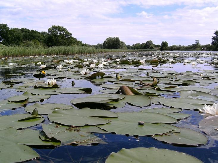 Хрещатик з panoramio.com - Крещатик