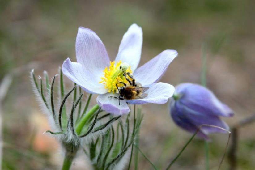 Плесецьке з panoramio.com - Plesetske