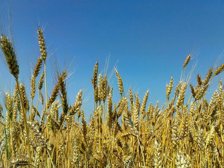 Підлисся з panoramio.com - Підлисся