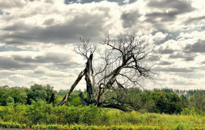 Вільхуватка з panoramio.com - Вільхуватка