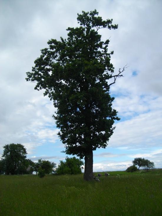 Озеро з panoramio.com - Озеро