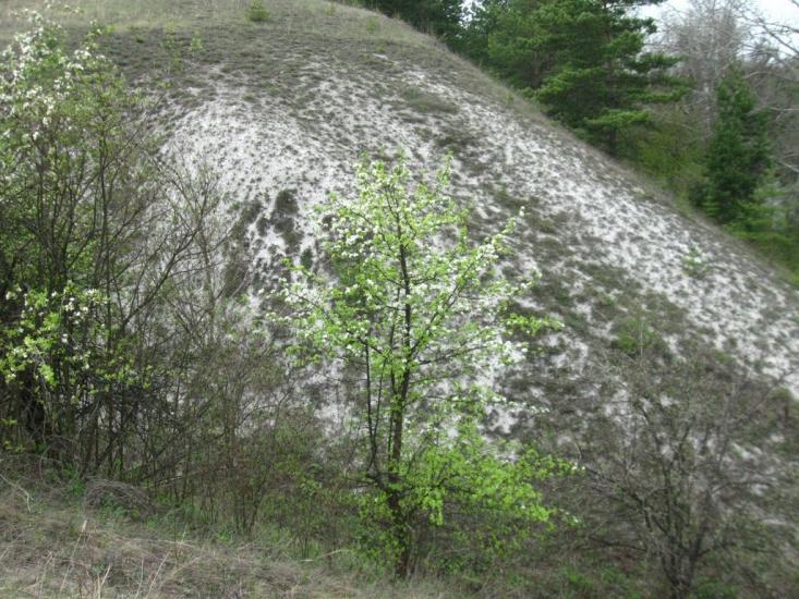 Пискунівка з panoramio.com - Pyskunivka