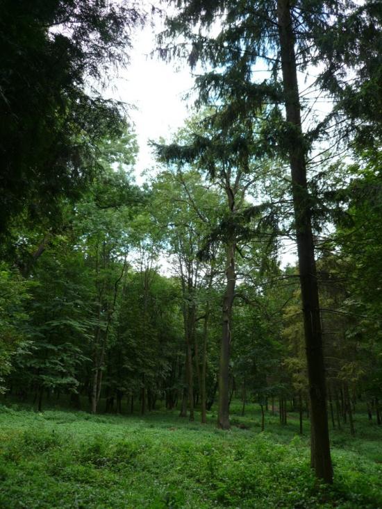 Антоніни з panoramio.com - Антоніни