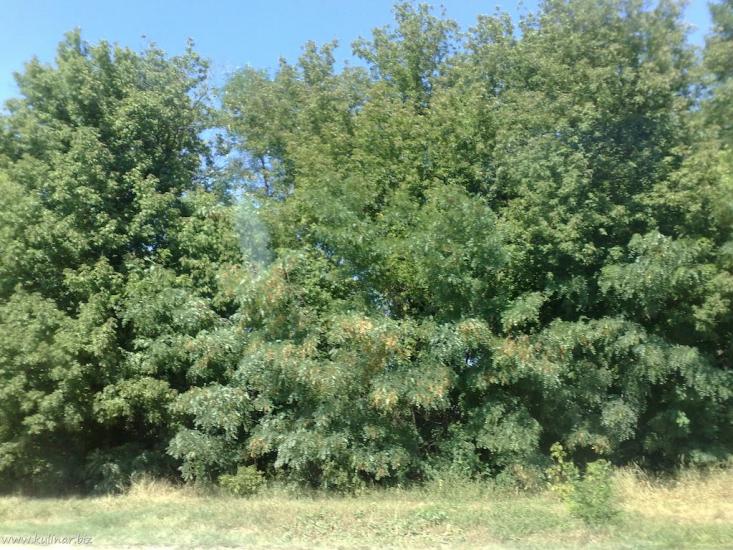 Балабине з panoramio.com - Балабино