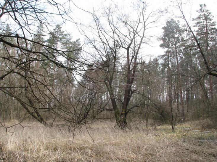 Підлісне з panoramio.com - Pidlisne