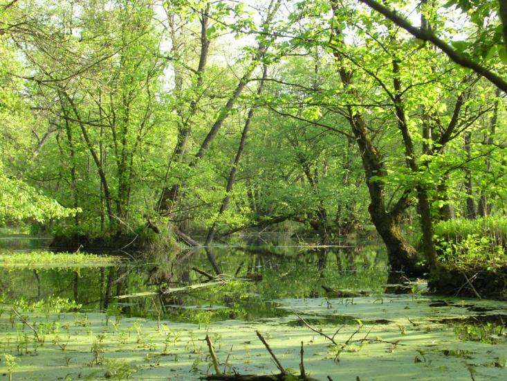 Підлісне з panoramio.com - Pidlisne