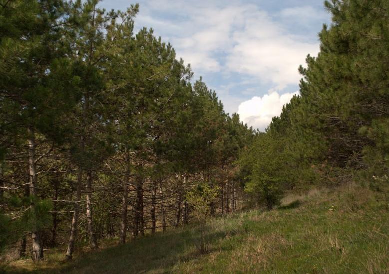 Лісне з panoramio.com - Лесное