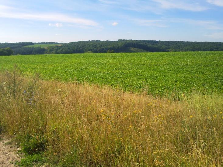 Могриця з panoramio.com - Mogrytsya