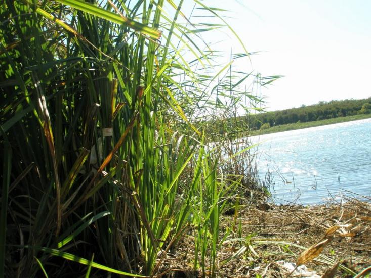Лутугине з panoramio.com - Лутугино