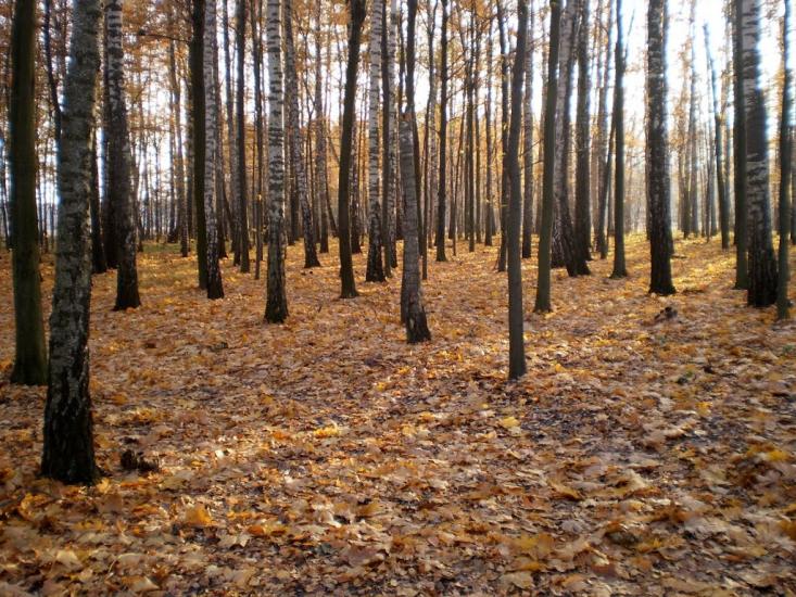 Веснянка з panoramio.com - Веснянка