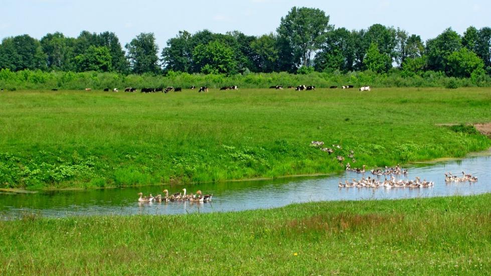 Ремчиці з panoramio.com - Ремчиці