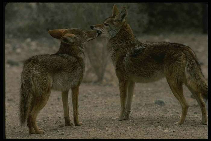 природа Біловарців - Біловарці