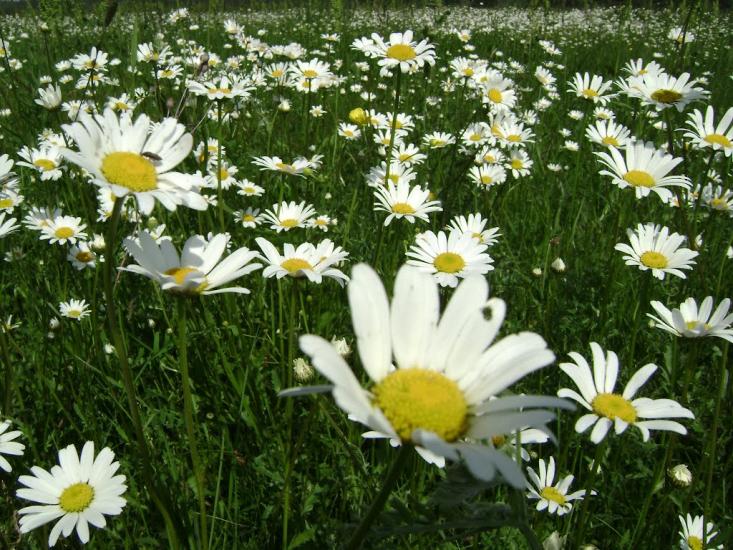 Білий Берег з panoramio.com - Білий Берег