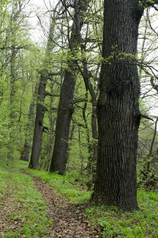 Мохнач з panoramio.com - Мохнач