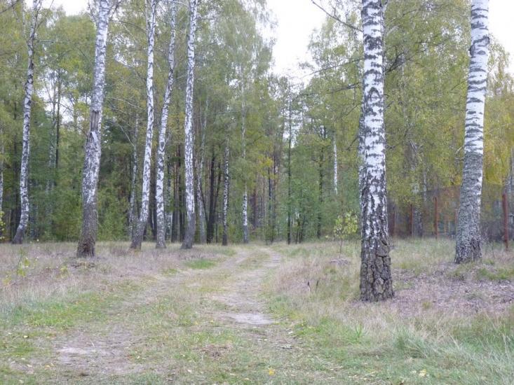 Деревини з panoramio.com - Деревины