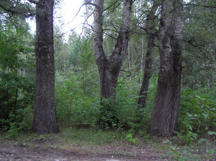 Струмок з panoramio.com - Струмок