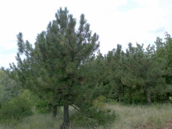 Красний Партизан з panoramio.com - Красний Партизан