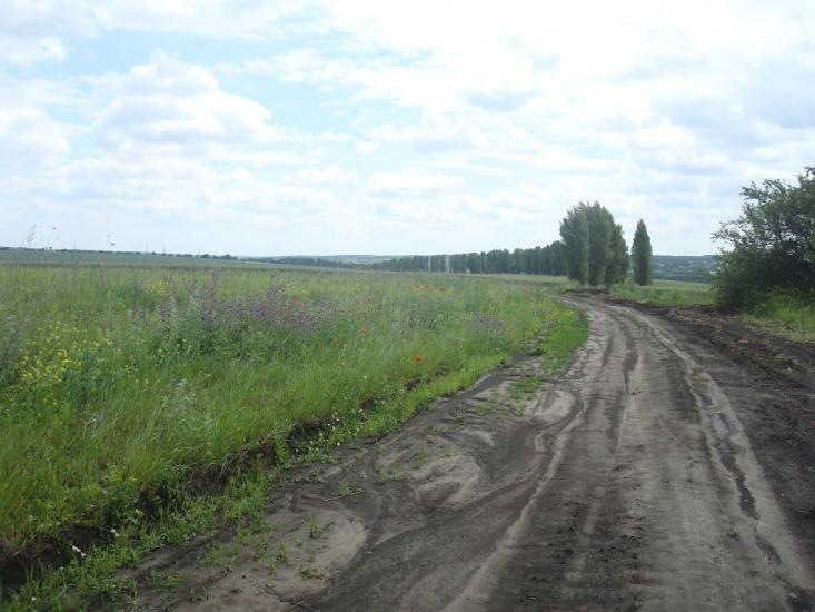 Давидківці з panoramio.com - Давыдковцы