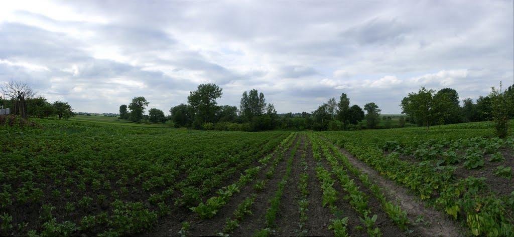 Кривичі з panoramio.com - Кривичі