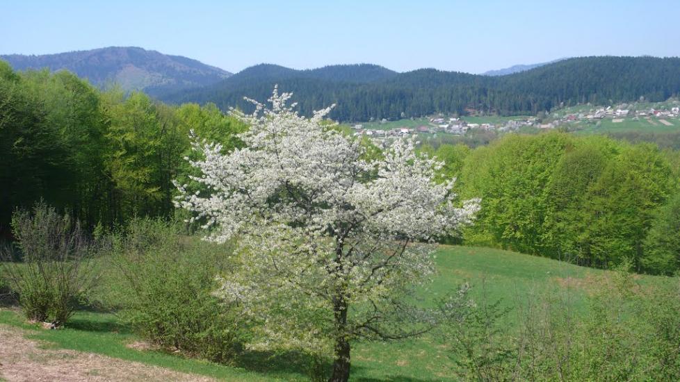 Аршиця з panoramio.com - Arshytsya