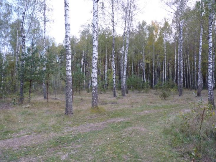Деревини з panoramio.com - Деревины