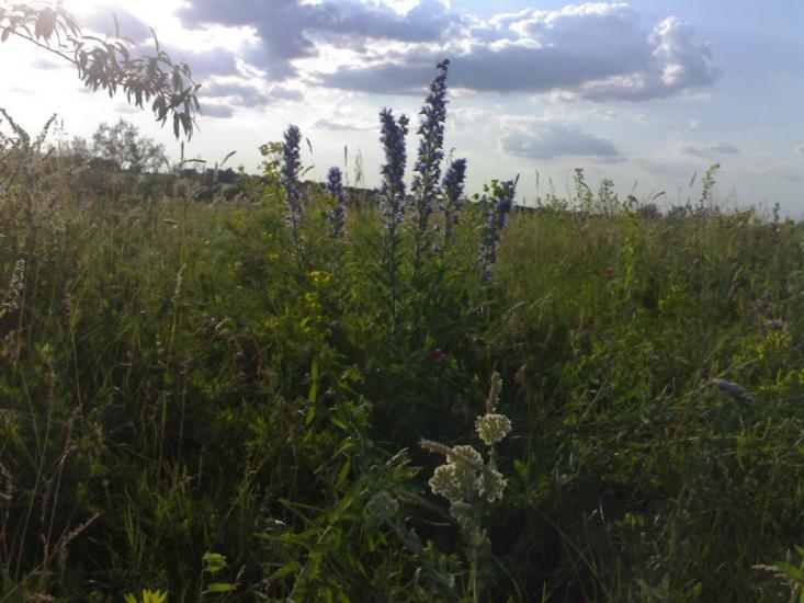 Вигода з panoramio.com - Выгода