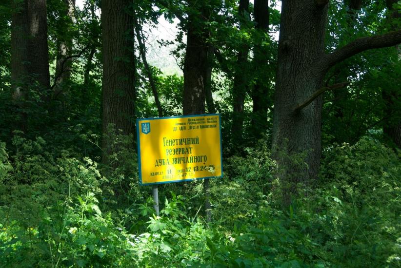 Зелений Гай з panoramio.com - Зеленый Гай