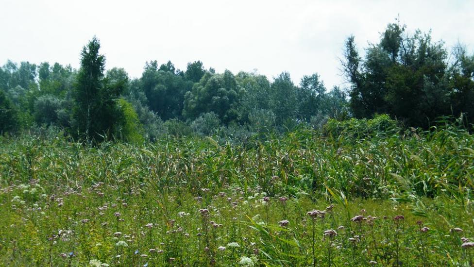 Потоки з panoramio.com - Потоки