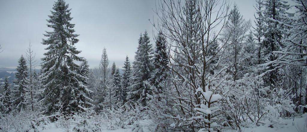 Тухолька з panoramio.com - Tukholka